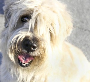 Picture of Rose Lesniak’s Service Dog, Martha in Miami Florida